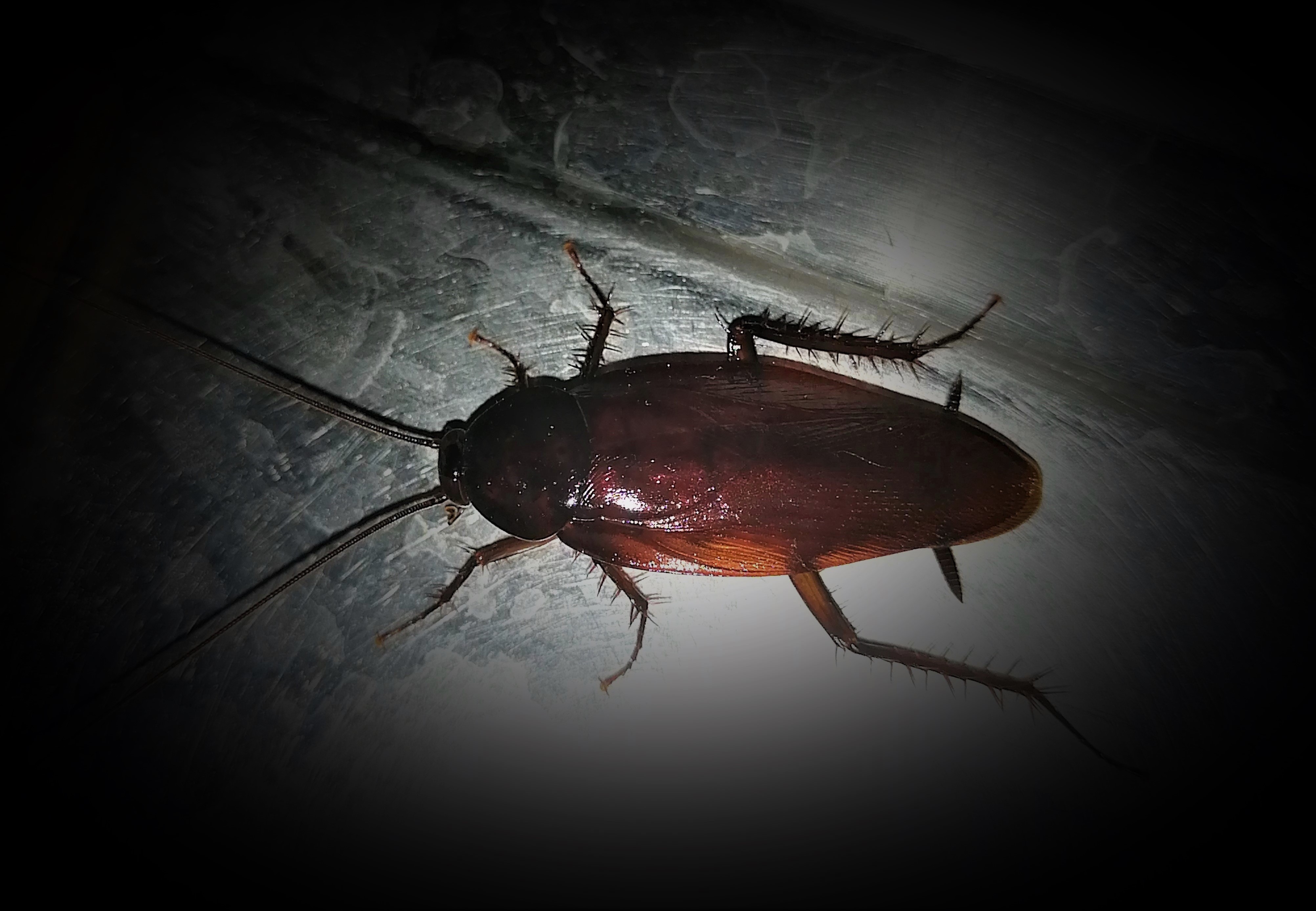 ゴキブリ対策の基本